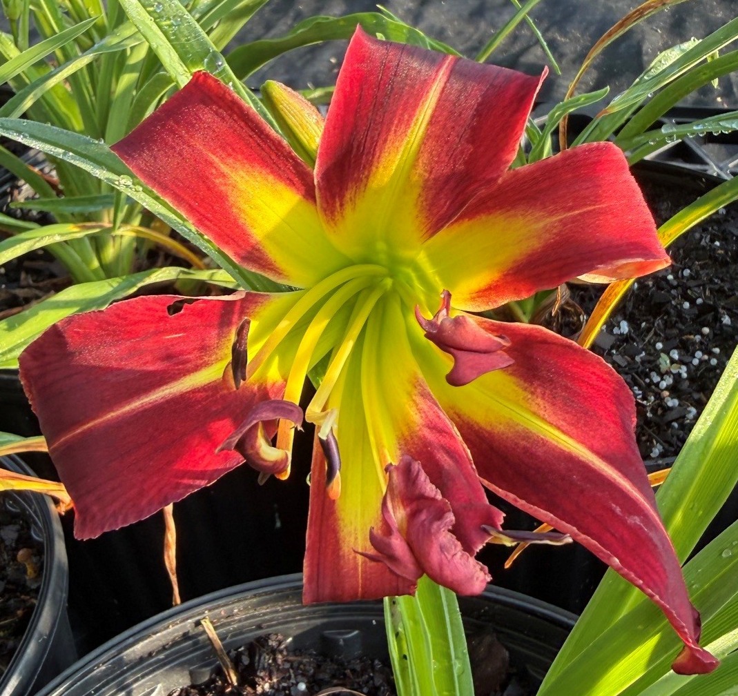 RED WIDOW